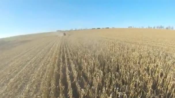 Blick Von Oben Auf Mähdrescher Die Mais Oder Weizen Ernten — Stockvideo