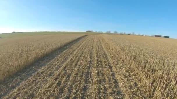 Tiro Aéreo Campo Milho Durante Processo Colheita Terras Agrícolas Voando — Vídeo de Stock