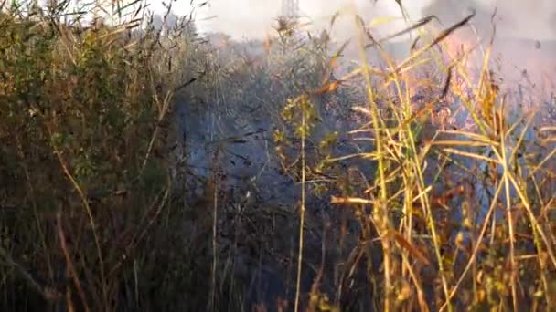 Wild Droog Gras Branden Veroorzaakt Door Droogte Klimaatverandering Zomer Rookwolken — Stockvideo