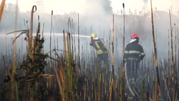 Νέοι Πυροσβέστες Πλήρη Εξοπλισμό Σβήνουν Φωτιές Στο Λιβάδι Άνδρες Πυροσβέστες — Αρχείο Βίντεο