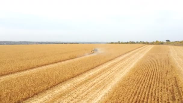 Luchtfoto Van Combineren Werken Landbouwgrond Vliegen Oogstmachine Rijden Door Maïsveld — Stockvideo