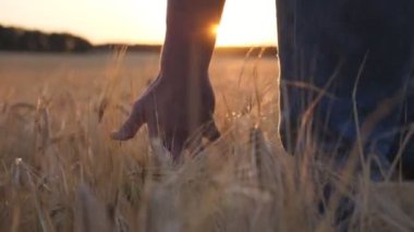 Close up male arm of agronomist walks through the cereal field and touches with hand golden ears of crop. Young farmer moves over ripe wheat growing on the meadow. Agriculture concept. Low view.