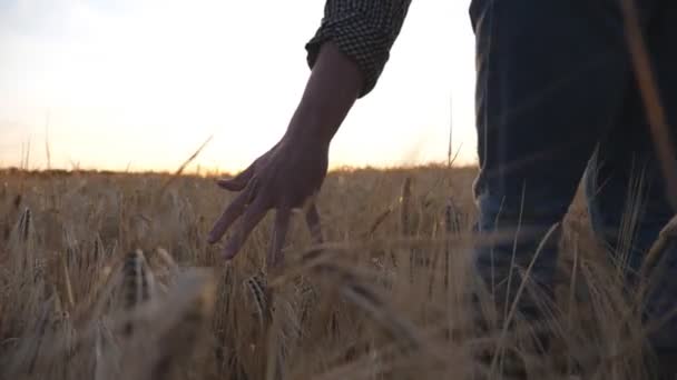 Mužská Paže Agronomů Pohybuje Nad Zralou Pšenicí Která Roste Louce — Stock video