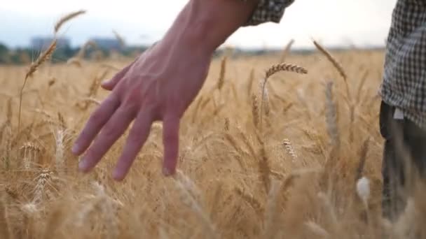 若い農民は大麦のフィールドを歩いて 作物の腕の黄金の耳でストロークします 熟した小麦の上を牧草地に移動する男性の手 農業ビジネスの概念 リアビュースローモーション — ストック動画