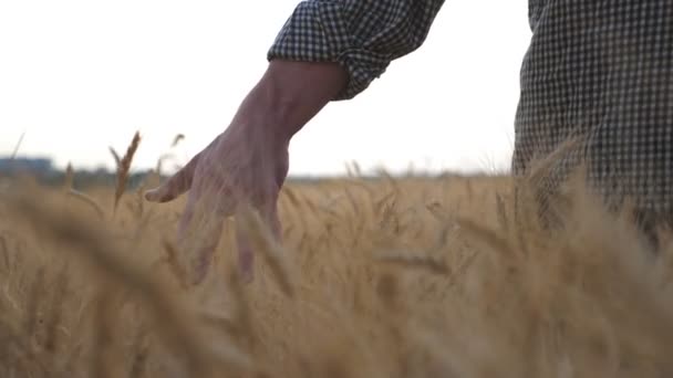 牧草地で成長している熟した小麦の上を移動する男性の手の終わり 若い農家の穀物畑を歩いて優しく作物の黄金の耳に触れます 農業の概念 低ビュースローモーション — ストック動画