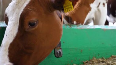 Modern süt çiftliğinde saman yiyen şirin ineklere yakın çekim. Dost canlısı memeli hayvan, süt fabrikasında yem yiyor. Sığır çiftliğindeki kuru otlarla beslenen güzel bir inek. Çiftlik hayvancılığı kavramı..