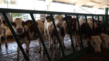 Sıra sıra meraklı küçük inekler mandıradaki kameraya bakıyor. Süt fabrikasında beslenmek için bekleyen küçük buzağılar. Tarım endüstrisi ve çiftlik hayvancılığı kavramı. Kapat..