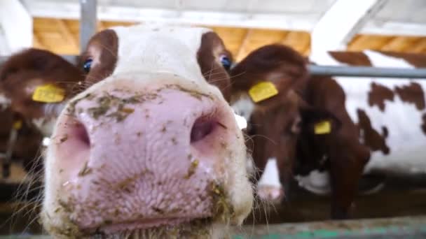 不思議な優しい動物は 家で大きなぬれた鼻でそれを嗅ぐカメラに見えます 酪農場で好奇心を示すかわいい牛乳牛 畜産業における農業の概念 閉じろ — ストック動画