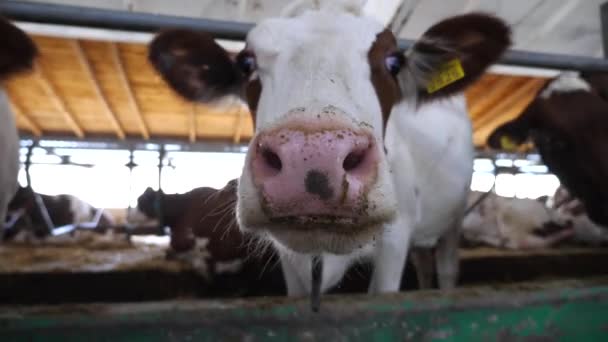 好奇的奶牛看着相机 用湿透了的大鼻子嗅着奶牛场 可爱的动物在牛棚里表现出好奇心 农业和畜牧业 靠近点 — 图库视频影像