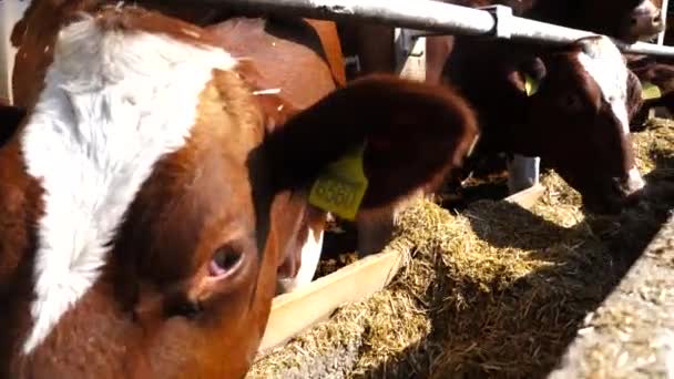 Dlouhá Řada Dobytka Žvýkajícího Krmivo Mlékárně Zvědavé Krávy Dívají Kamery — Stock video