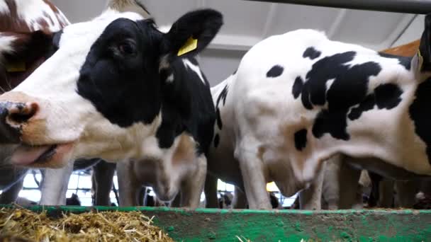 现代奶牛场里好奇的奶牛咀嚼饲料的画像 在奶牛场喂奶时 可爱的哺乳动物看着镜头 农业和畜牧业的概念 靠近点 — 图库视频影像