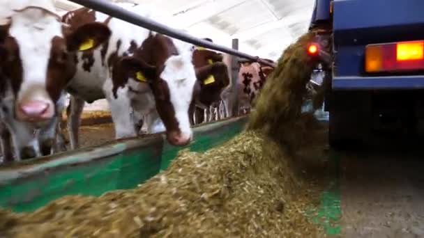 Traktor Som Sprider Ensilage Till Utfodring Kor Vid Mjölkfabriken Vänliga — Stockvideo