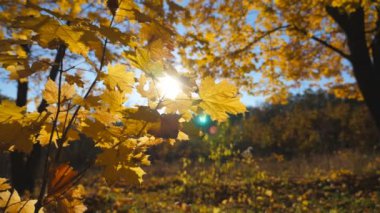 Ağaçlardaki sarı akçaağaç yapraklarının kapatılması sonbahar ormanlarında rüzgarda hafifçe sallanır. Sıcak güneş ışınları, rüzgarda sallanan yemyeşil yaprakları aydınlatır. Güzel renkli sonbahar sezonu. Yavaş çekim.
