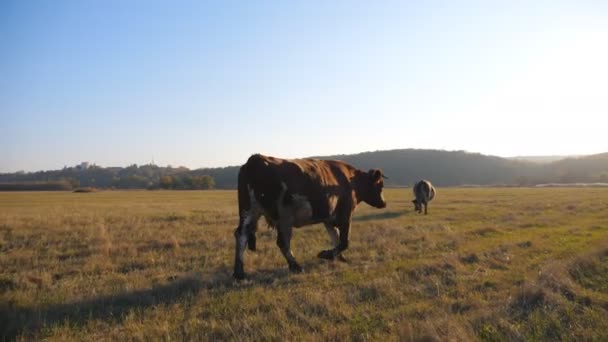 Kahverengi Inek Arka Planda Güzel Bir Günbatımı Ile Büyük Bir — Stok video