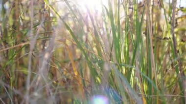 Orman çimenliğindeki yemyeşil bitki örtüsünü kapatın. Sonbahar otlağında yüksek çayırlarda parlayan parlak sıcak güneş ışığı. Renkli doğa geçmişi. Yaz ya da sonbahar mevsimi. Yavaş çekim.