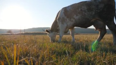 İnek çimlerde taze yeşil ot yiyor. Otlakta otlayan sığırlar. Arka planda güneş ışığı olan güzel bir kırsal alan. Çiftçilik kavramı. Yavaş çekim Düşük görünüm.