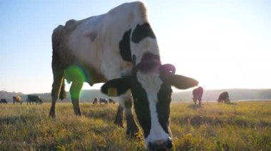 İnek çimenlikte ya da tarlada taze yeşil ot yiyor. Otlaktaki sığır sürüsü. Arka planda güneş ışığı olan güzel bir kırsal alan. Çiftçilik kavramı. Kırsal alan manzarası. Yavaş çekim. Yakın çekim..