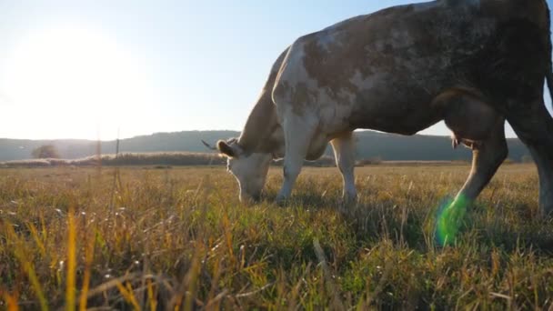 Kráva Čerstvou Zelenou Trávu Trávníku Dobytek Pasoucí Pastvinách Krásná Krajina — Stock video
