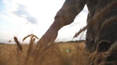 Genç çiftçinin buğday tarlalarında yürümesini ve mahsulün altın kulaklarına nazikçe dokunmasını. Çiftlikte yetişen olgun arpaların üzerinde hareket eden bir erkek el. Tarım konsepti. Arka plan Yavaş çekim.