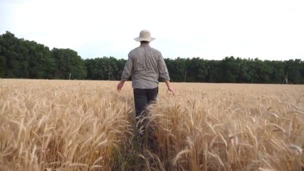 Οπίσθια Άποψη Του Αρσενικού Γεωργού Που Διέρχεται Από Χωράφι Κριθαριού — Αρχείο Βίντεο
