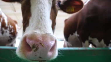 Meraklı, dost canlısı bir hayvan kameraya bakar ve sığır çiftliğine büyük ıslak bir burunla koklar. Süt çiftliğinde merakını gösteren şirin süt ineği. Çiftlik hayvancılığında tarım sektörü kavramı. Kapat..