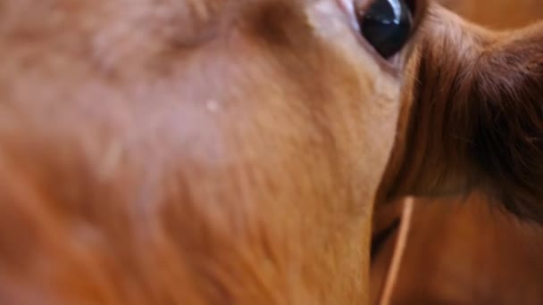 Neugierig Schaut Das Freundliche Tier Die Kamera Und Schnüffelt Mit — Stockvideo