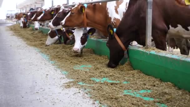 Vacas Comendo Silagem Fresca Moderna Fazenda Laticínios Fila Gado Que — Vídeo de Stock