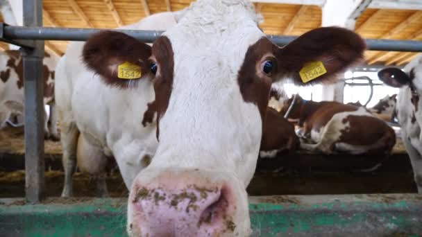 Curiosa Vaca Lechera Mirando Cámara Olfateándola Con Una Gran Nariz — Vídeo de stock