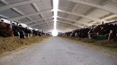Kameralar saman yiyen sığırlarla ahır yolunda ilerliyor. Modern süt çiftliğinde kuru otlarla beslenen uzun bir sıra inek. Süt fabrikasında yem çiğneyen akrabalar sürüsü. Hayvancılık kavramı.