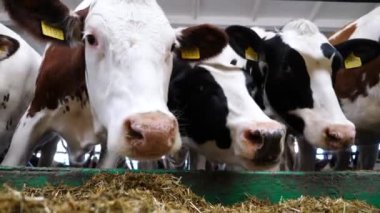 Modern süt çiftliğinde yem çiğneyen meraklı ineklerin portresi. Şirin memeli hayvanlar süt fabrikasında beslenirken kameraya bakarlar. Tarım endüstrisi ve çiftlik hayvancılığı kavramı. Kapat..