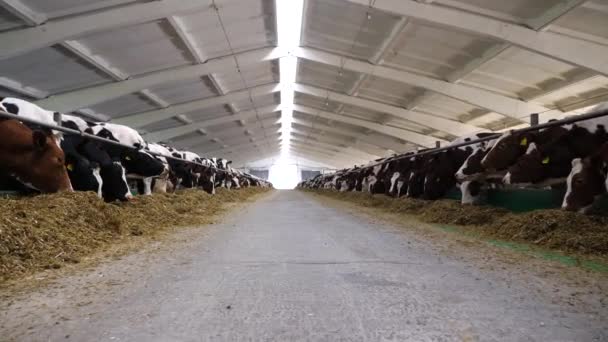 照相机沿着牛棚的小径移动 牛棚里有吃草的牛 在现代奶牛场 一排排的奶牛靠干草食为生 在牛奶工厂 成群的母牛在咀嚼饲料 畜牧业概念 — 图库视频影像