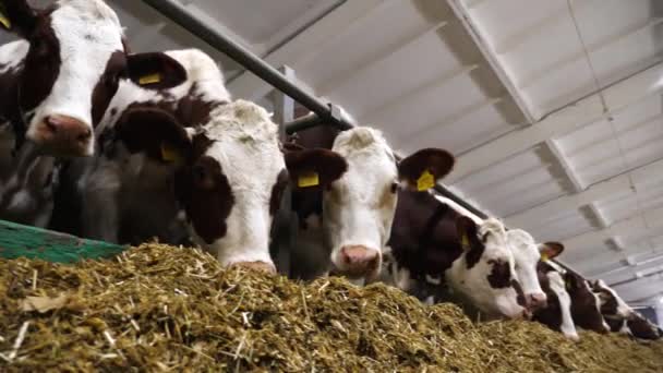 Fila Gado Que Mastiga Forragens Fábrica Leite Vacas Curiosas Olham — Vídeo de Stock