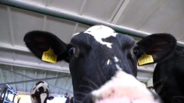 Любопытная Молочная Корова Смотрит Камеру Нюхает Большим Мокрым Носом Коровнике — стоковое видео