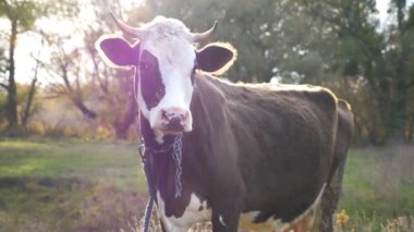 Meraklı bir ineğin portresi çimlerde dikilip sakince kameraya bakıyor. Güneşli bir günde çayırda otlayan sevimli, dost canlısı bir hayvan. Otlaktaki sığırlar. Çiftçilik kavramı. Manzaranın doğası. Yavaş çekim.
