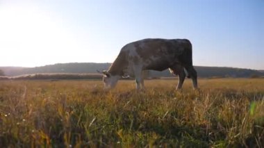 İnek çimlerde taze yeşil ot yiyor. Otlakta otlayan sığırlar. Arka planda güneş ışığı olan güzel bir kırsal alan. Çiftçilik kavramı. Yavaş çekim Düşük görünüm Dolly çekimi.