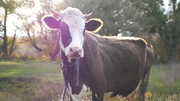 芝生に立って静かにカメラを見ている好奇心旺盛な牛の肖像画 晴れた日の牧草地でかわいい友好的な動物 牧場で牛を飼っている 農業コンセプト 風景的な自然の背景 スローモーション — ストック動画