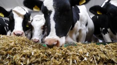 Modern süt çiftliğinde saman yiyen inekler. Süt fabrikasında sığır çiğneme yemi. İnek ahırında kuru otlarla beslenen akrabalar sürüsü. Tarım endüstrisi ve hayvancılık kavramı. Yavaş çekim.