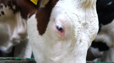 Süt fabrikasındaki güzel memeli hayvanın gözüne yakın. Modern süt çiftliğinde kuru otlarla beslenen bakımlı bir inek. Sığır kulübesinde yem yiyorum. Tarım endüstrisi ve çiftlik hayvanları çiftliği.