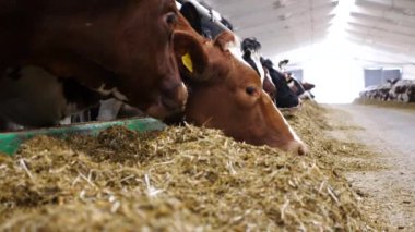Modern süt çiftliğinde çim yiyen ineklere yakın çekim. Süt fabrikasında bir sürü sığır yemi. Sığır çiftliğindeki kuru otlarla beslenen akrabalar sürüsü. Tarım endüstrisi ve hayvancılık
