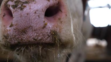 Meraklı, dost canlısı bir hayvan kameraya bakar ve sığır çiftliğine büyük ıslak bir burunla koklar. Süt çiftliğinde merakını gösteren şirin süt ineği. Çiftlik hayvancılığında tarım sektörü kavramı. Kapat..