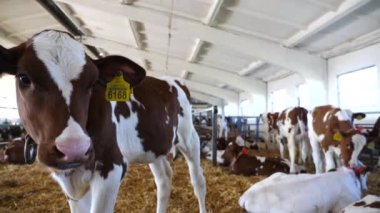 Süt fabrikasındaki ahırdaki meraklı buzağının portresi. İnek ahırındaki kameraya merakını gösteren güzel bir inek. Tarım endüstrisi ve çiftlik hayvancılığı kavramı. Kapat..