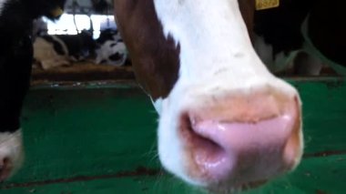 Meraklı süt inekleri kameraya bakar ve süt çiftliğinde büyük ıslak burunlarıyla onu koklarlar. İnek ahırında merak gösteren sevimli dost canlısı türler. Çiftlik hayvancılığında tarım sektörü kavramı. Kapat..