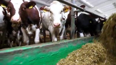 Traktör süt fabrikasındaki sığır sürüsüne ot yayıyor. Dost canlısı memeli hayvanlar inek ahırında taze yem yiyorlar. Tarım endüstrisi ve çiftlik hayvancılığı kavramı. Yavaş çekim.