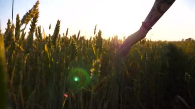 Kadın el gün batımında çayırda yeşil buğday üzerinde hareket ediyor. Genç bir kadın arpa tarlasında yürüyor ve olgunlaşmış ekin kulaklarına hafifçe dokunuyor. Özgürlük kavramı. Yavaşça kapat..
