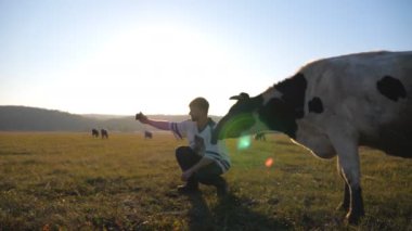 Genç adam gün batımında akıllı telefonuyla inekle selfie çekiyor. Kameraya poz veren tuhaf bir hayvan. Arka planda güzel bir kır manzarası var. Kırsal alan manzarası. Hayvan sevgisi konsepti.