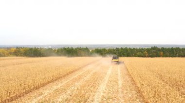 Tarlada mısır mahsulü toplayan hasatçının hava görüntüsü. Hasat sırasında çiftlikte çalışmayı birleştir. Arka planda güzel bir kırsal alan var. Tarım kavramı.