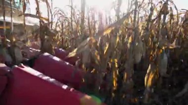 Tarım arazilerinde olgunlaşmış mısır mahsulleri toplayan hasatçının başı. Hasat mevsiminde sarı mısır saplarını birleştirin. Verim zamanında mısır tarlasında çalışma süreci. Agronomi konsepti. Kapat..