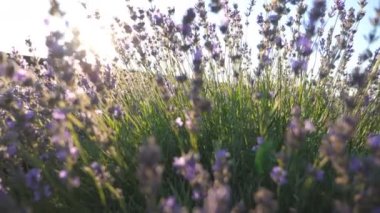 Parlak güneş lavanta çiçeklerinde parlıyor. Güzel mor bitkilere bakın. Ilık güneş ışığını aydınlattı. Sabahın erken saatlerinde sakin doğa sahnesi. Renkli çiçek arkaplanı. Yaz kavramı. Yavaş çekim.