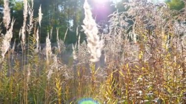 Güzel bir orman manzarası ve yemyeşil bitki örtüsü. Parlak, sıcak güneş ışığı çayırı aydınlatıyor. Vahşi bitki örtüsünün doğal arka planı. Yavaş çekim Dolly..