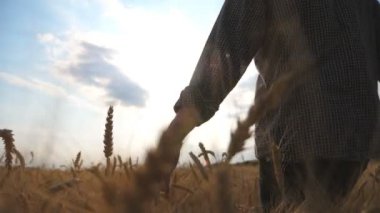 Genç çiftçinin buğday tarlalarında yürümesini ve mahsulün altın kulaklarına nazikçe dokunmasını. Çiftlikte yetişen olgun arpaların üzerinde hareket eden bir erkek el. Tarım konsepti. Arka plan Yavaş çekim.